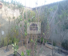 Jardim